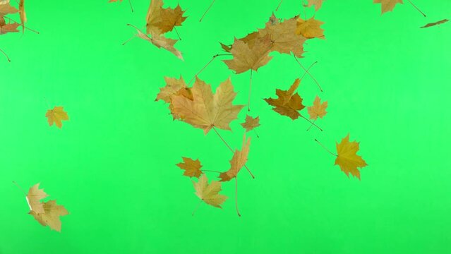 Super slow motion of falling autumn maple leaves on green background. Filmed on high speed cinema camera, 1000 fps. Isolated green screen ready for background change.