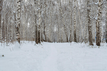 Empty, with fallen leaves, white birch grove. Fresh snow has just fallen. Trees stand in straight rows. There is footpath in the snow.