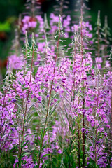 Schmalblättriges Weidenröschen ( Epilobium angustifolium ).
