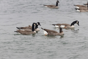 Hybrid between a Canada goose and a Greylag Goose wintering on the Rhine, France
