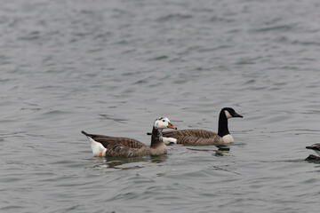 Hybrid between a Canada goose and a Greylag Goose wintering on the Rhine, France