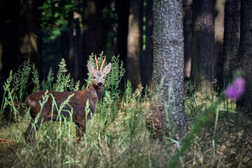 Rehbock ( Capreolus capreolus ).