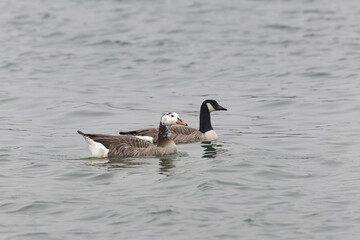 Hybrid between a Canada goose and a Greylag Goose wintering on the Rhine, France