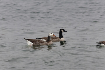 Hybrid between a Canada goose and a Greylag Goose wintering on the Rhine, France
