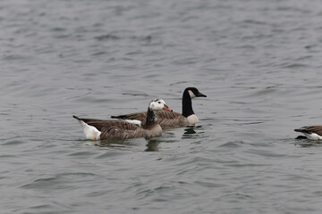 Hybrid between a Canada goose and a Greylag Goose wintering on the Rhine, France