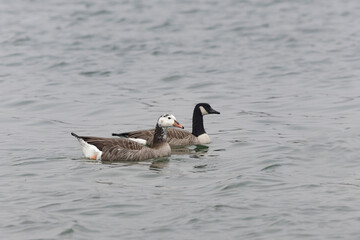 Fototapeta premium Hybrid between a Canada goose and a Greylag Goose wintering on the Rhine, France