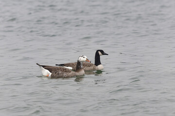 Hybrid between a Canada goose and a Greylag Goose wintering on the Rhine, France