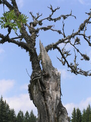 Beautiful old tree in the forest