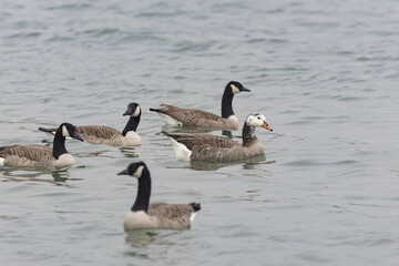 Fototapeta premium Hybrid between a Canada goose and a Greylag Goose wintering on the Rhine, France