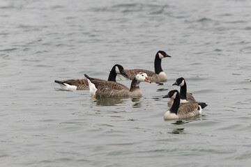Hybrid between a Canada goose and a Greylag Goose wintering on the Rhine, France