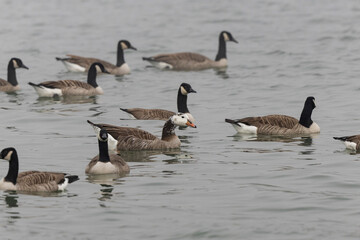 Hybrid between a Canada goose and a Greylag Goose wintering on the Rhine, France