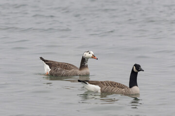 Hybrid between a Canada goose and a Greylag Goose wintering on the Rhine, France
