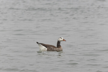 Hybrid between a Canada goose and a Greylag Goose wintering on the Rhine, France