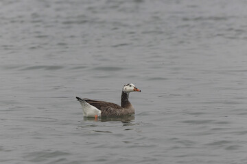 Hybrid between a Canada goose and a Greylag Goose wintering on the Rhine, France