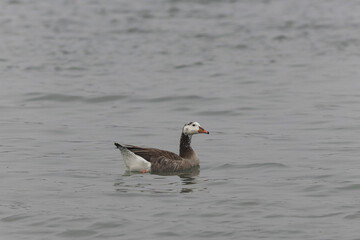 Hybrid between a Canada goose and a Greylag Goose wintering on the Rhine, France
