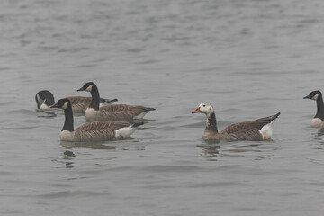 Hybrid between a Canada goose and a Greylag Goose wintering on the Rhine, France