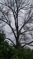 Fototapeta premium Baum im Winter