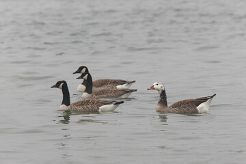 Obraz premium Hybrid between a Canada goose and a Greylag Goose wintering on the Rhine, France