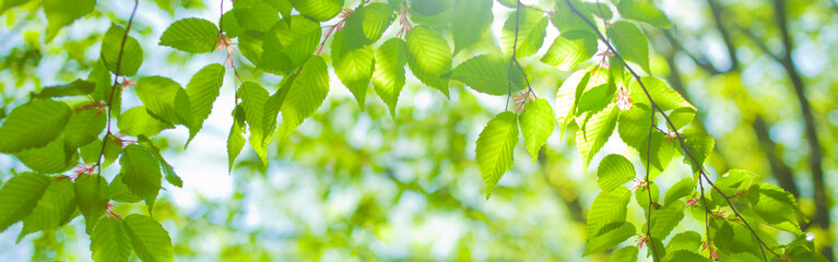 Fototapeta na wymiar banner image of green leaves