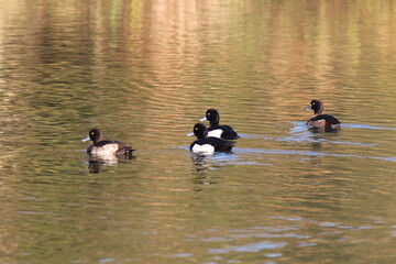 A flock of Tufted Ducks on a lake. These animals are known for their black and white feathers.