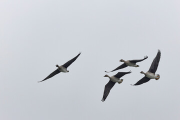 Bean goose Anser fabalis in flight wintering on the Rhine, France