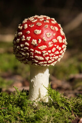 junger Fliegenpilz mit kugeligem Kopf