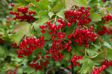 Beautiful viburnum shrub with ripe berries outdoors