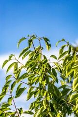 Vertical of wild cherry tree leaves against a blue sky.