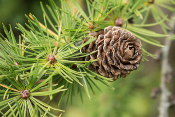 Zweig einer L&auml;rche mit Zapfen