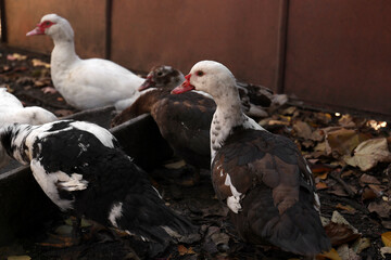 Beautiful Muscovy ducks near feeder in farmyard. Rural life