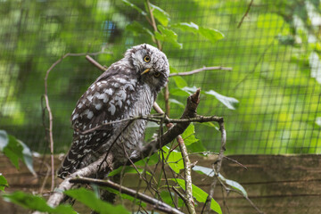 Northern Hawk-owl, Surnia ulula, a medium-sized owl. Portrait