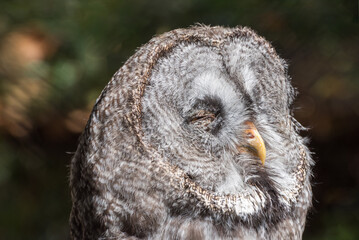 Great Grey Owl, Strix nebulosa, a very large owl. Portrait