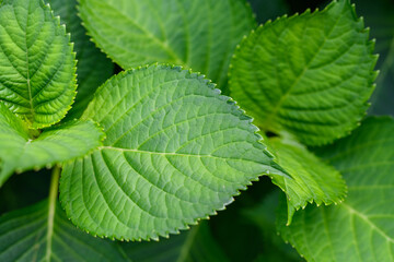 Feuilles d'Hortensia