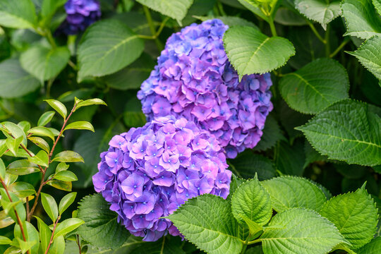 Hortensias