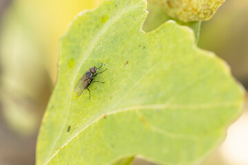 Diptera Fly sitting on a leave or feeding on ripe fruit during autumn in Alsace, France