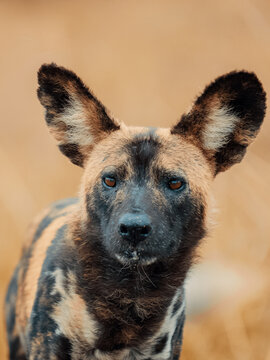 Painted Dog