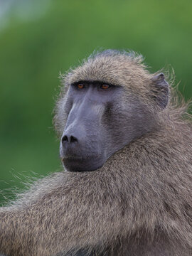 baboon sitting in the sun