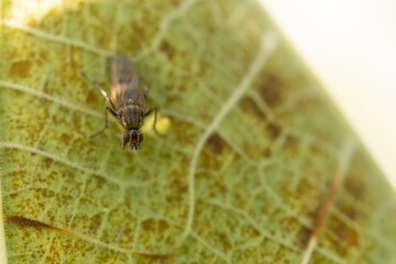 Diptera Fly sitting on a leave or feeding on ripe fruit during autumn in Alsace, France