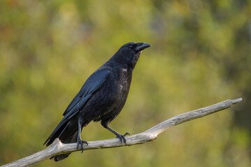 Naklejka premium Primer plano de una corneja negra posada en una rama seca