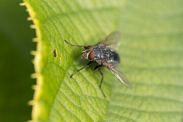 Diptera Fly sitting on a leave or feeding on ripe fruit during autumn in Alsace, France