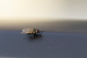 Diptera Fly sitting on a leave or feeding on ripe fruit during autumn in Alsace, France