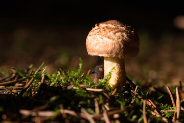 kleiner brauner Pilz am Waldboden