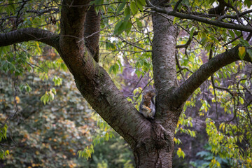 Squirrel in a tree with a piece of bread.