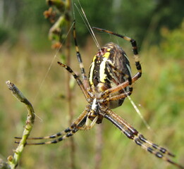 Spider on a web in nature