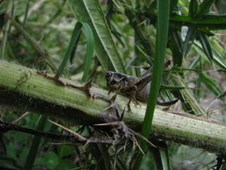 Grasshopper on the grass