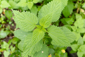 Urticaceae Nettle Urtica in close view
