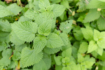Urticaceae Nettle Urtica in close view