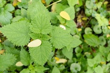 Urticaceae Nettle Urtica in close view