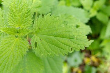 Urticaceae Nettle Urtica in close view