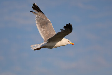 big seagull flies high with outstretched wings in the sky